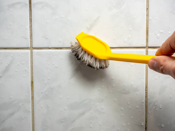 Best Mold Removal Company Near Me  in Fort Benton, MT