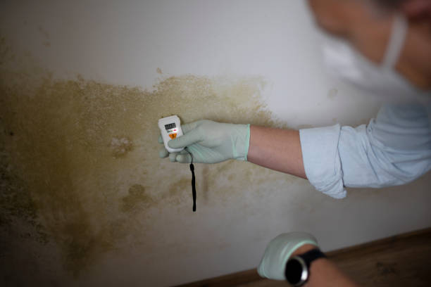 Crawl Space Mold Removal in Fort Benton, MT