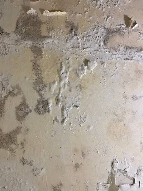 Best Black Mold Removal  in Fort Benton, MT